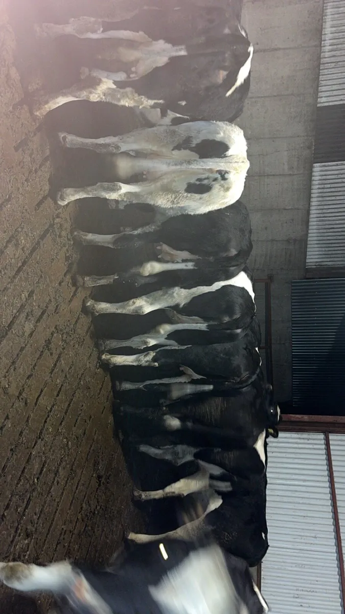 Incalf Fresian heifers