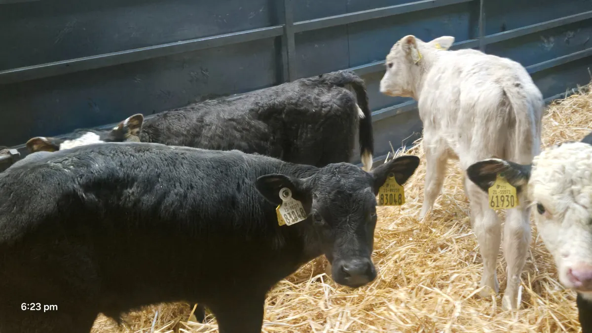 Job lot bulls and heifers - Image 3