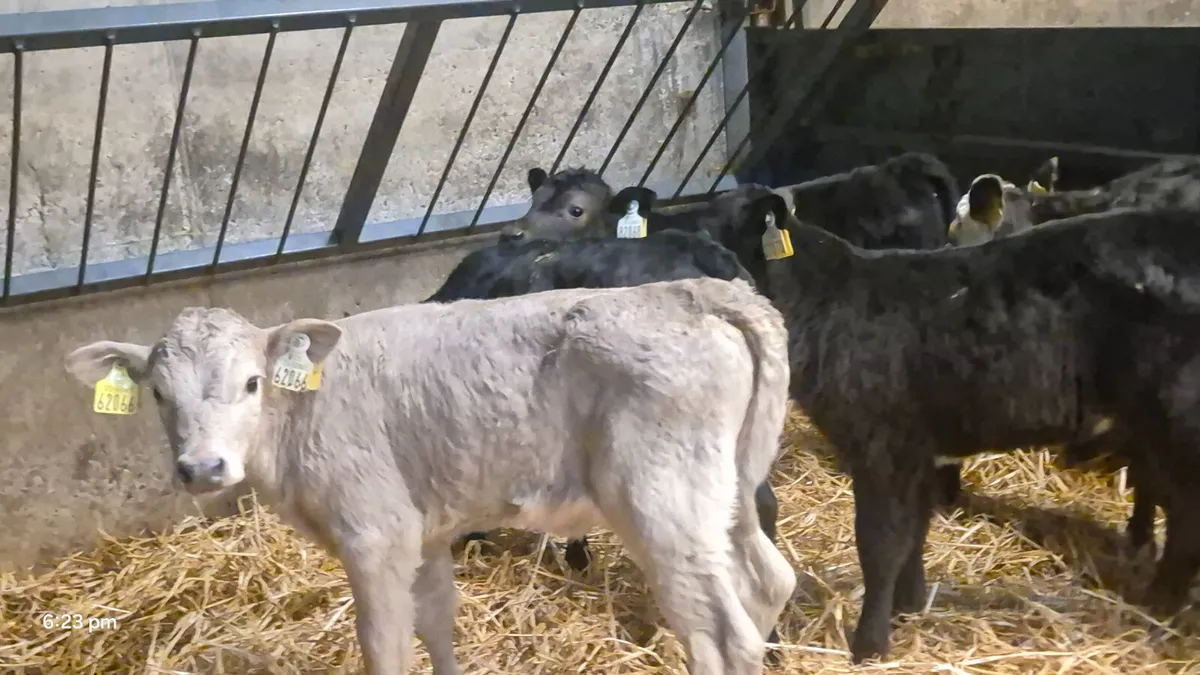 Job lot bulls and heifers - Image 2