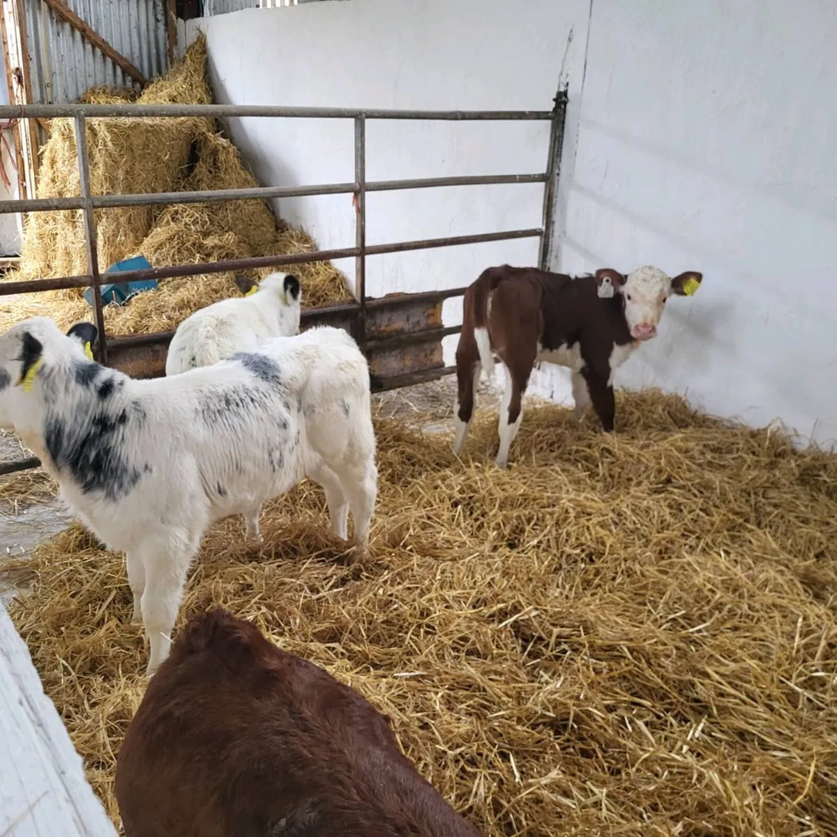 Heifer  calves for sale - Image 1