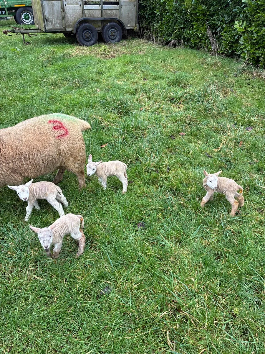 Pet lambs for sale