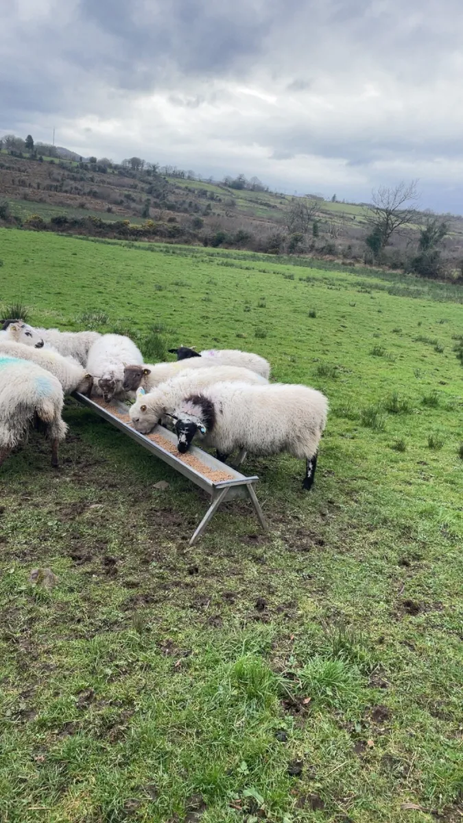 ewe lambs for sale - Image 1