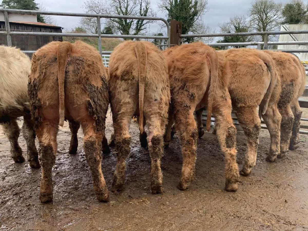 6 super charlaois heifers - Image 3