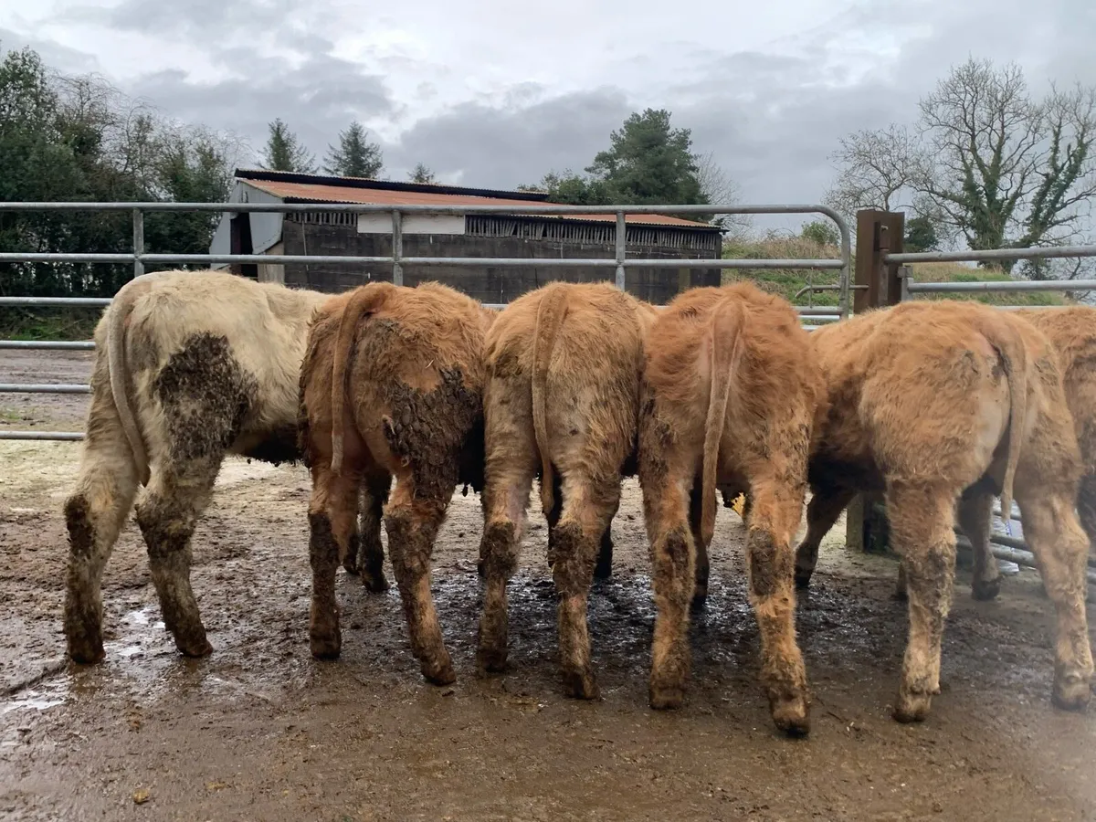 6 super charlaois heifers - Image 2