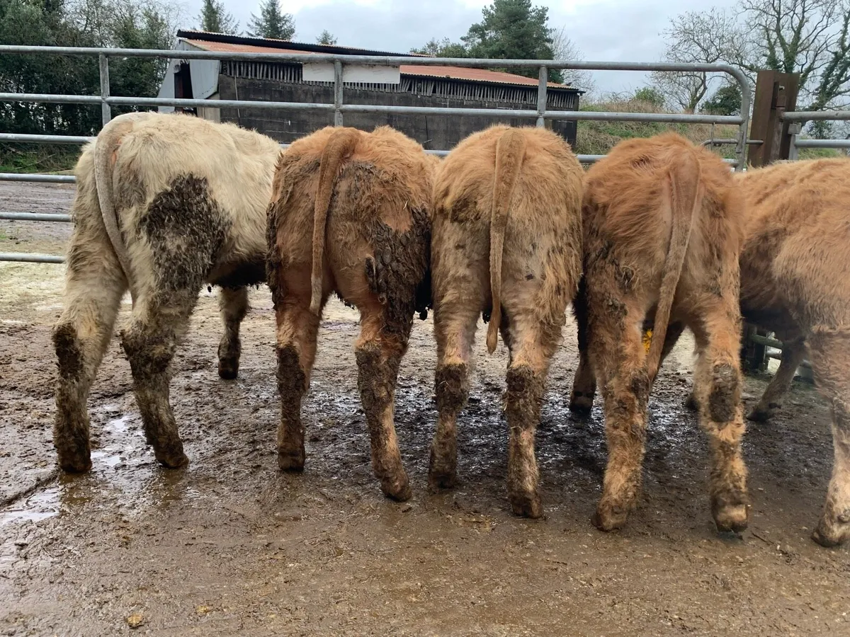 6 super charlaois heifers - Image 4