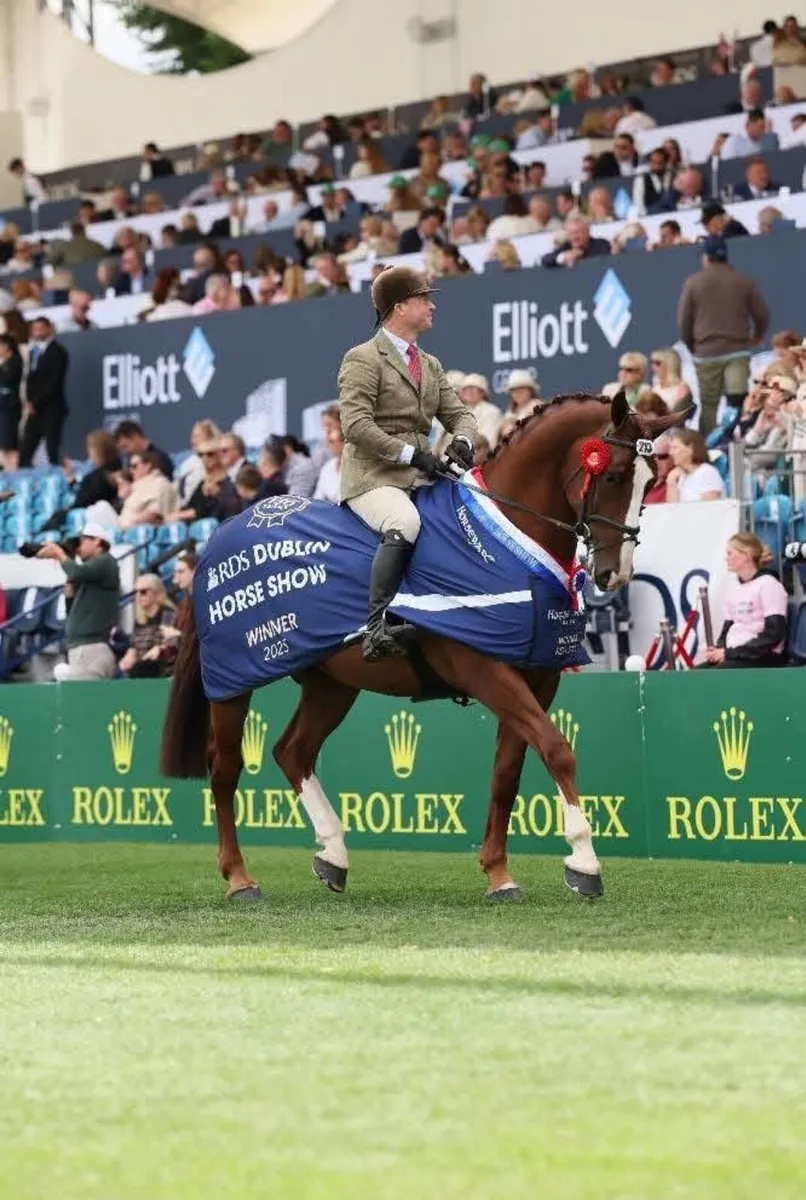 Graded RID Stallion For Sale - Image 3