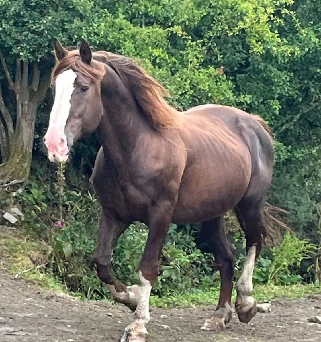 Graded RID Stallion For Sale - Image 1