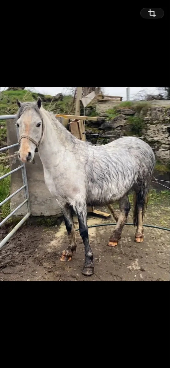 5yo kids pony - Image 1