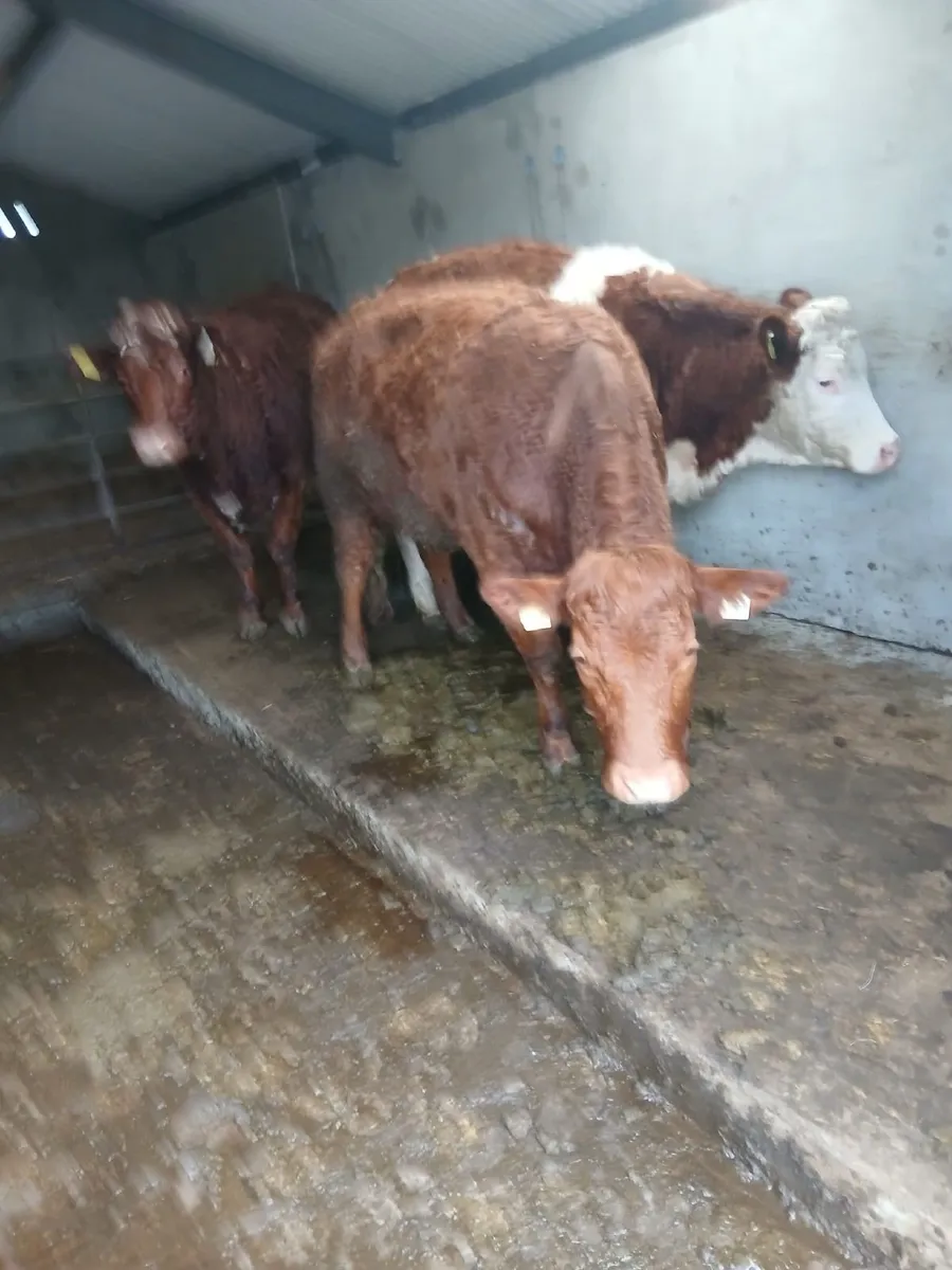 3 In Calf Heifers - Image 1