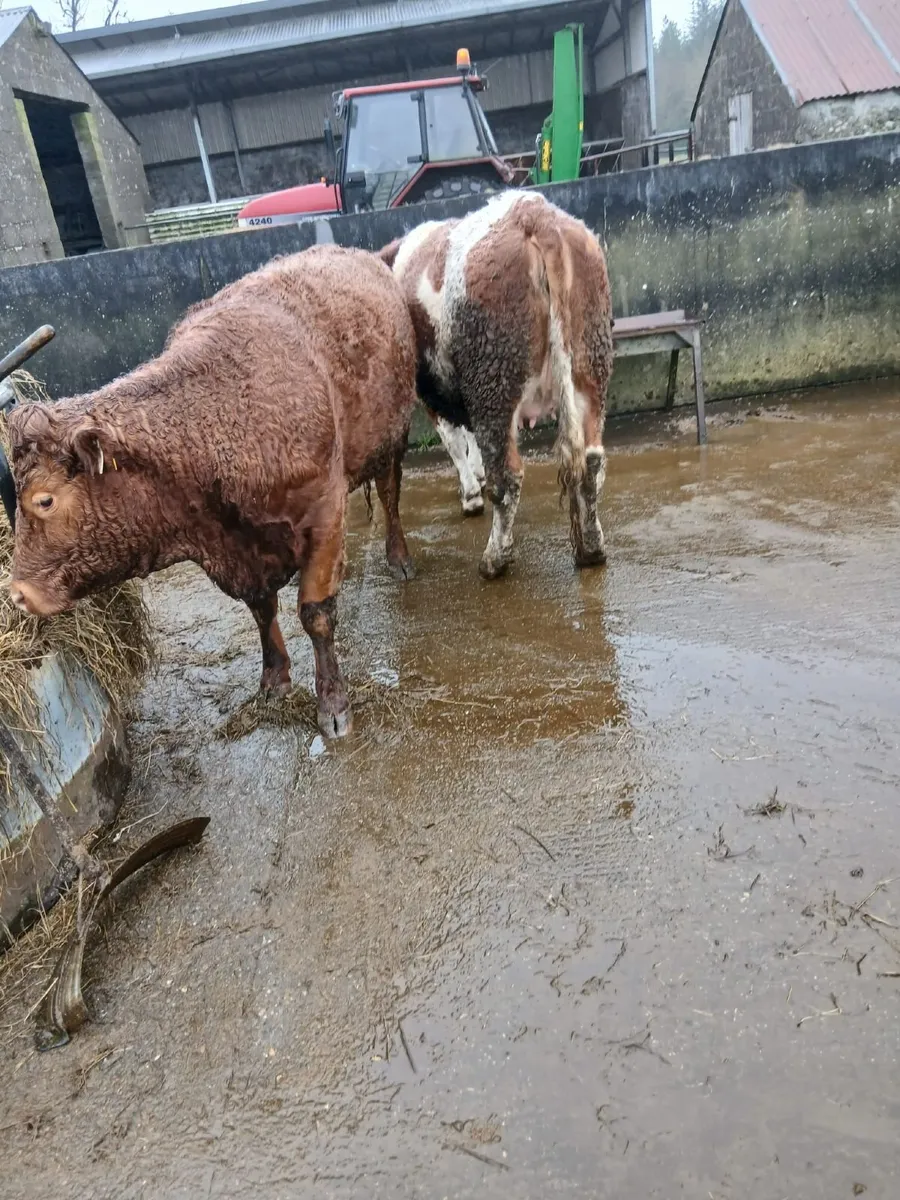 3 In Calf Heifers - Image 3
