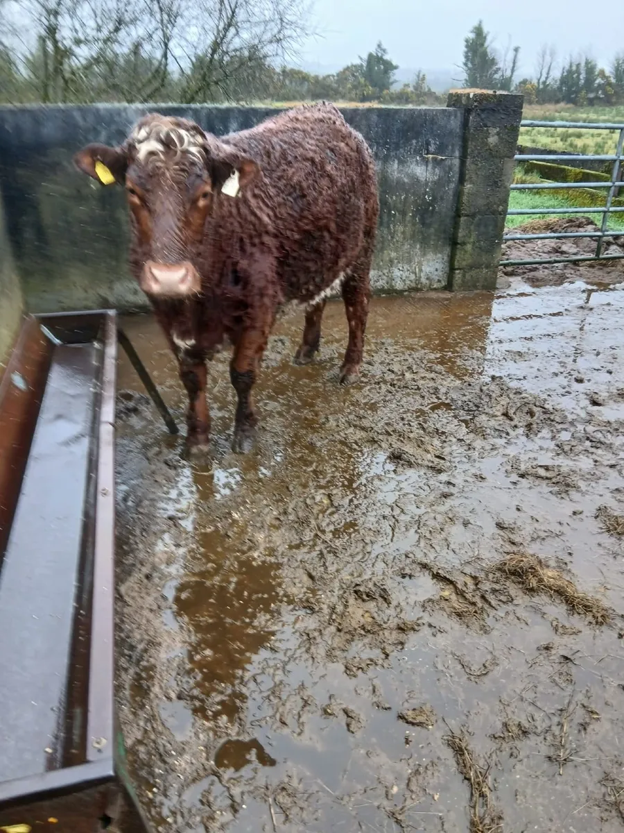 3 In Calf Heifers - Image 4