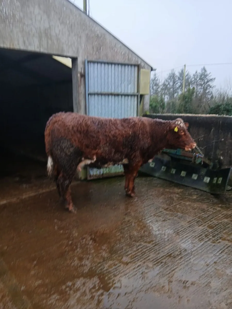 3 In Calf Heifers - Image 2