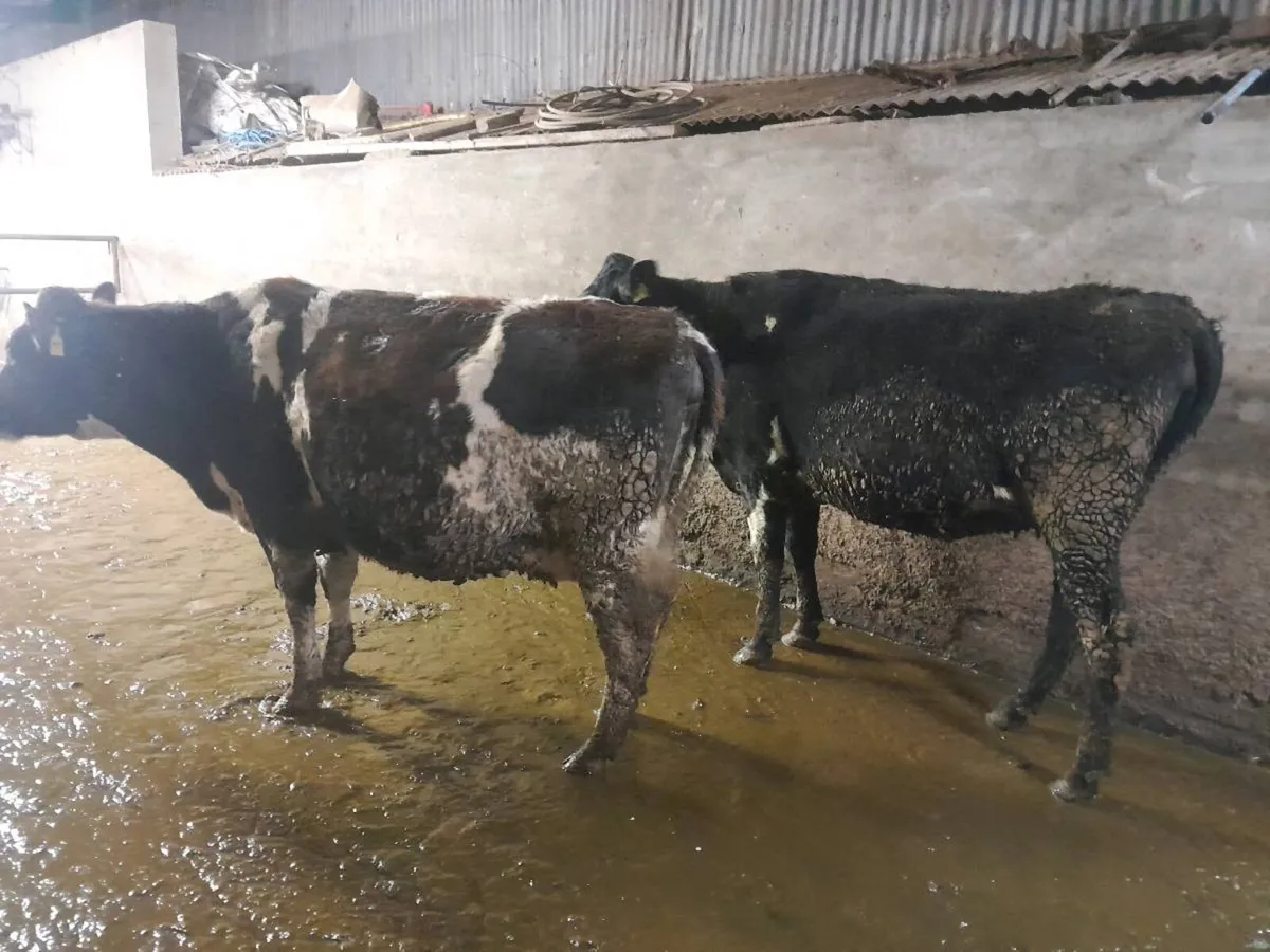 3 Frx incalf heifers - Image 2