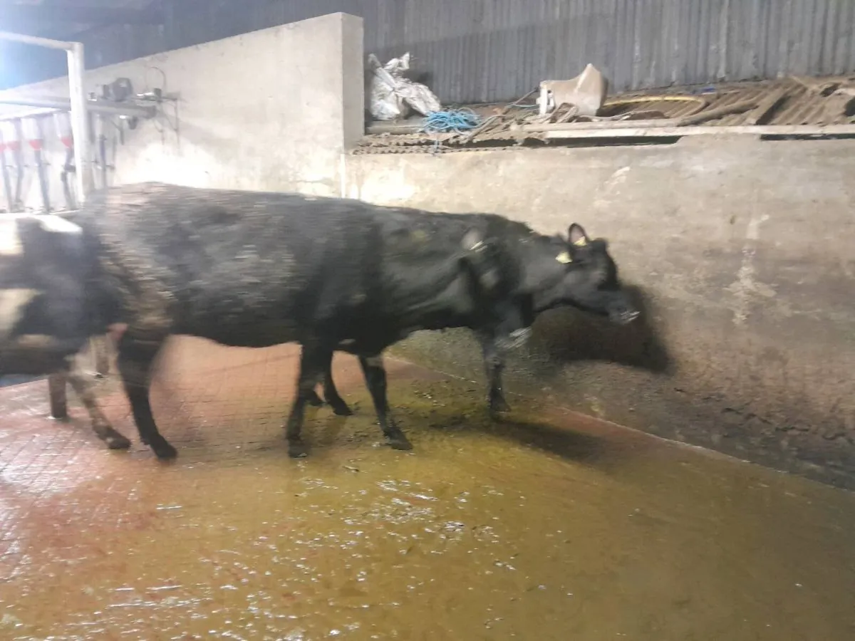 3 Frx incalf heifers - Image 3