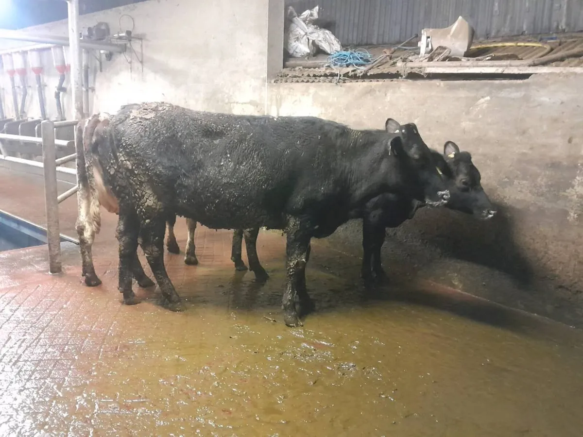 3 Frx incalf heifers - Image 4