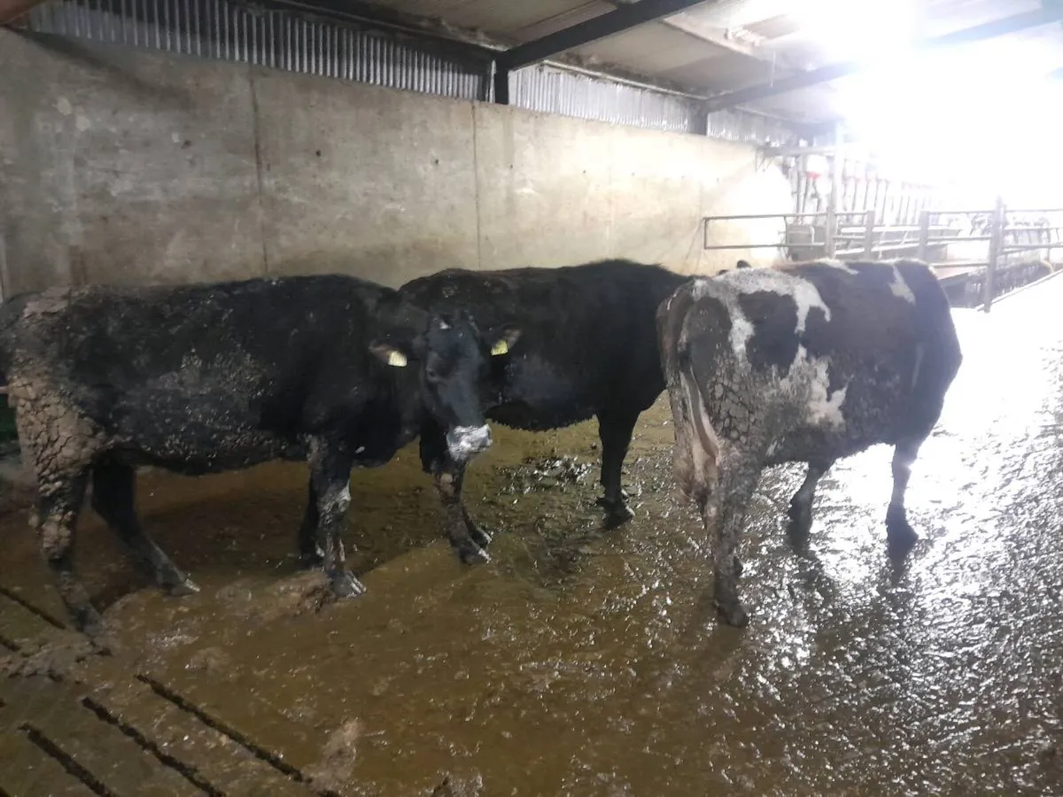 3 Frx incalf heifers - Image 1