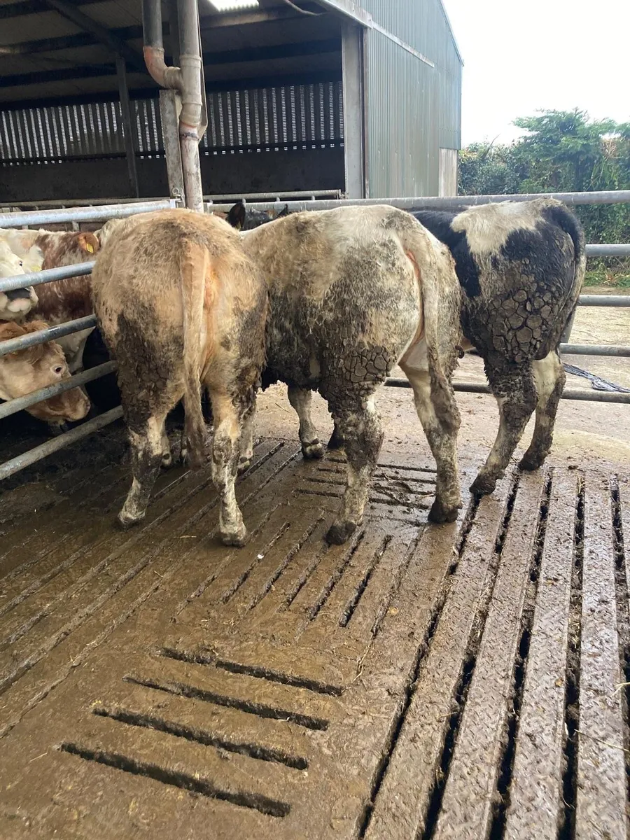 ⚠️⚠️ENTRIES FOR CLONES MART ⚠️⚠️ - Image 1