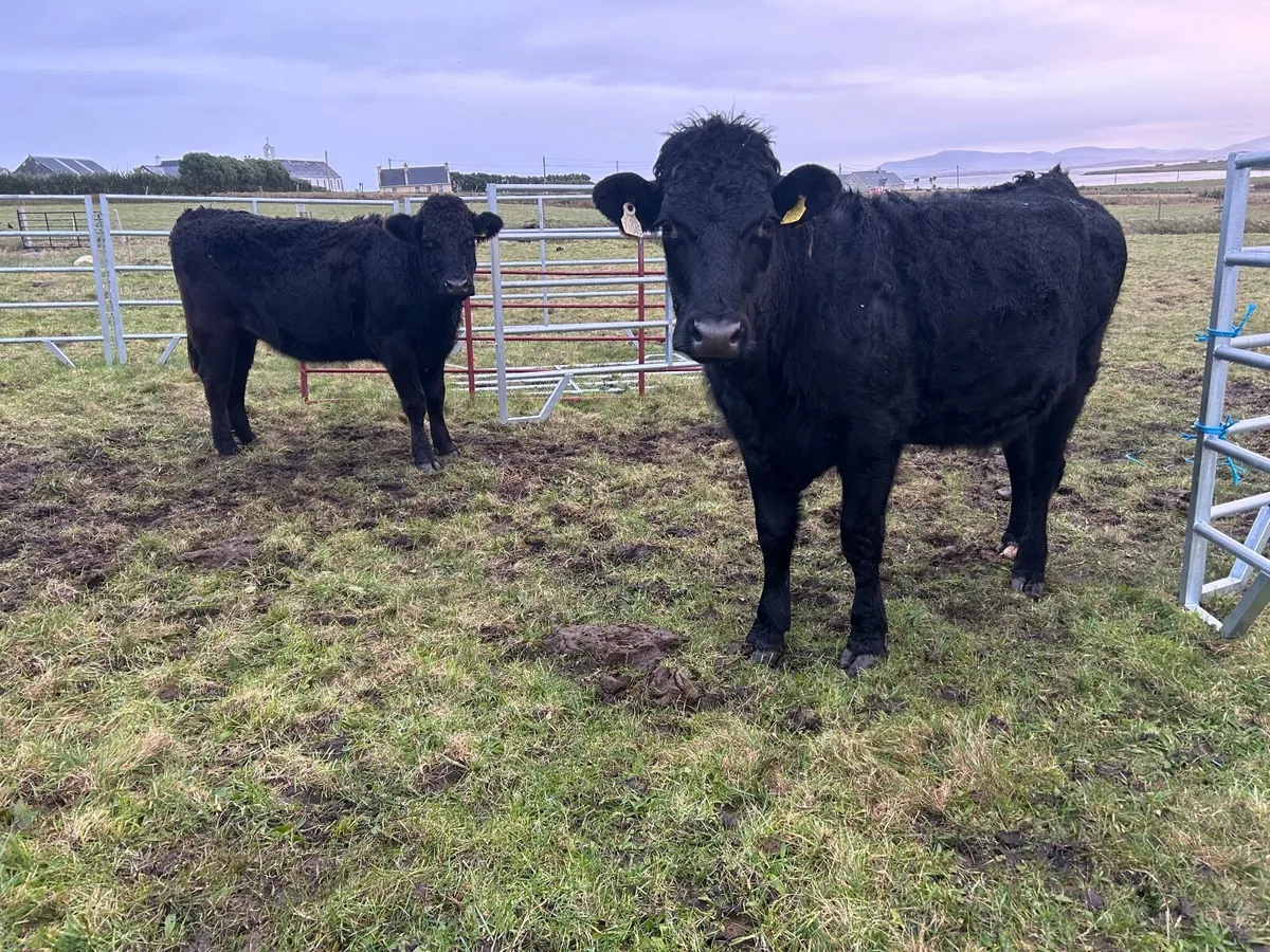 2 organic limousine springers - Image 3