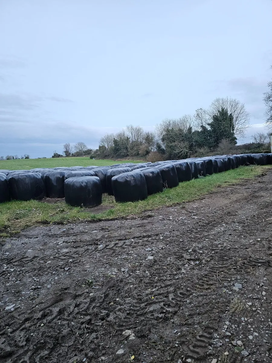 Silage - Image 2