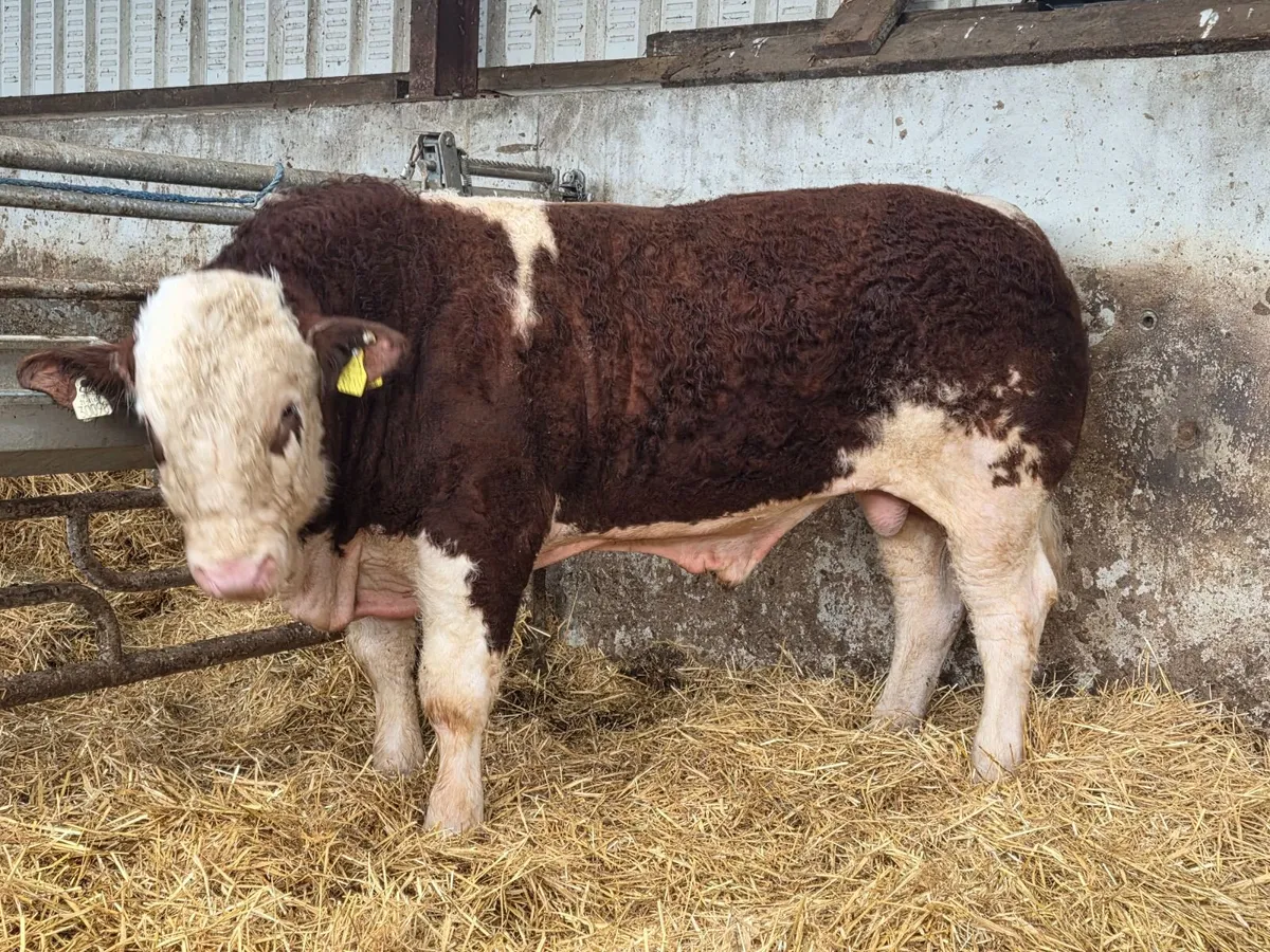 PBR simmental bull - Image 4