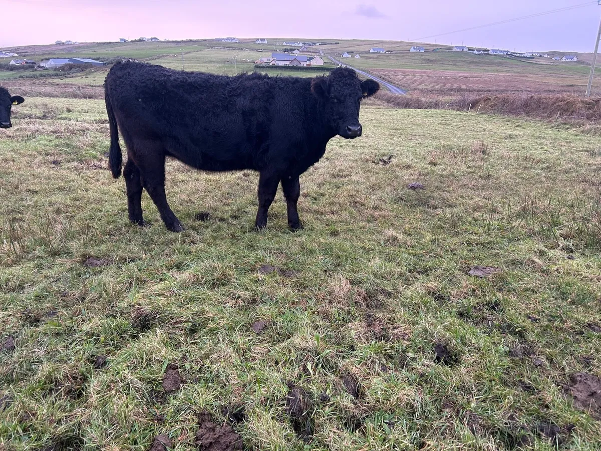 2 organic limousine springers - Image 2