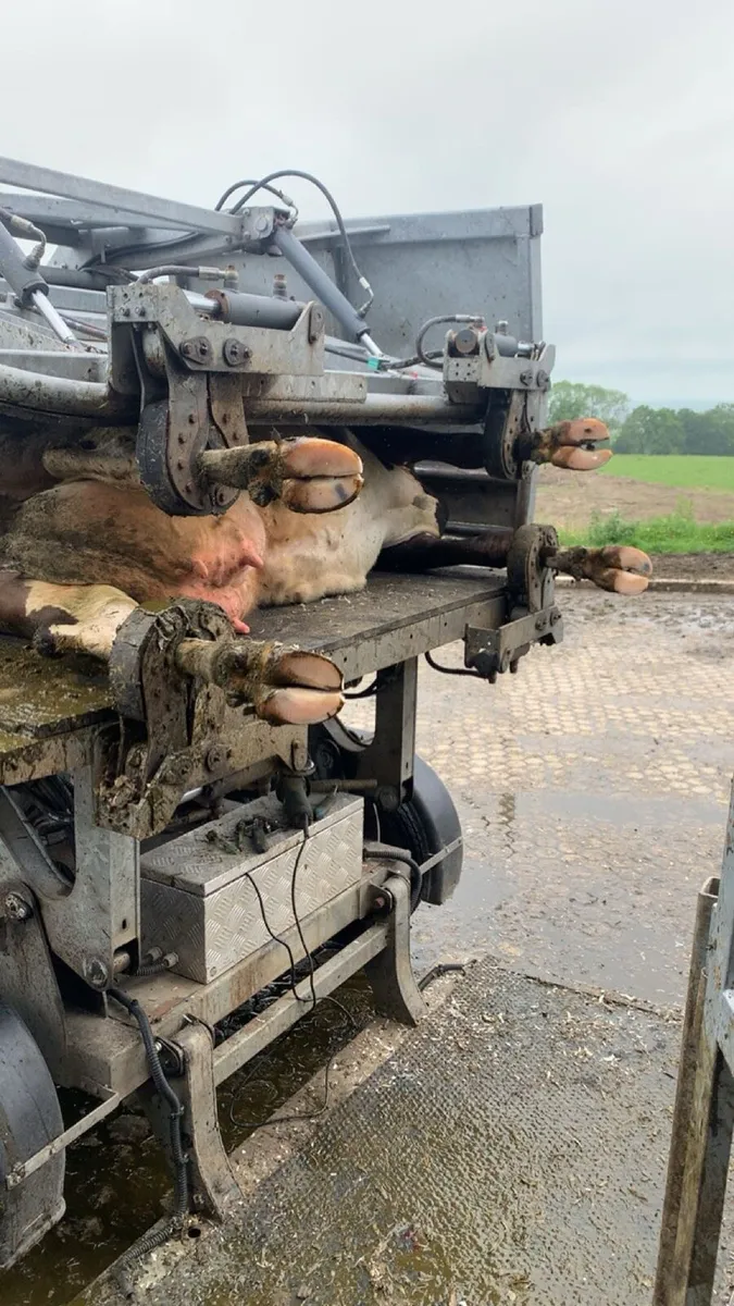 Hoof trimming and scanning - Image 1