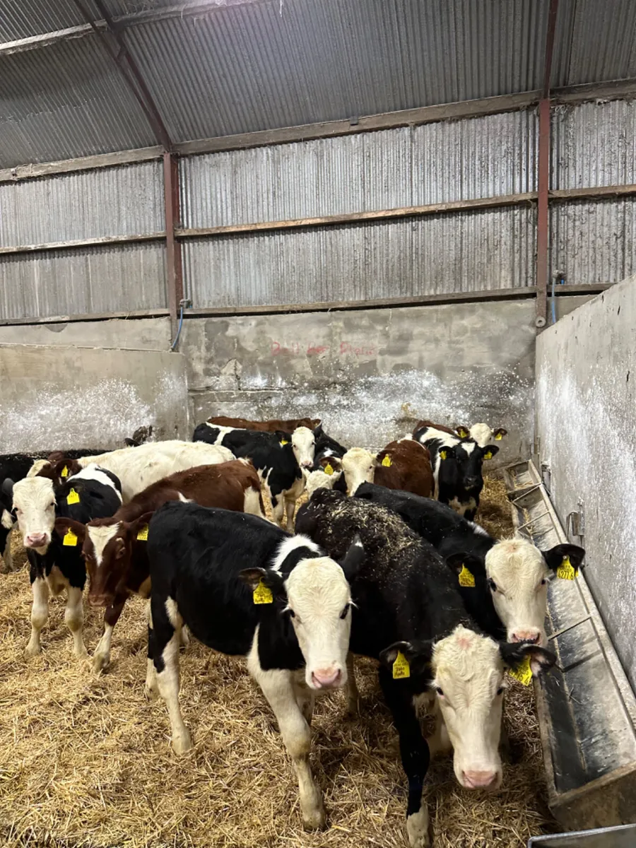 Reared bulls - Image 1