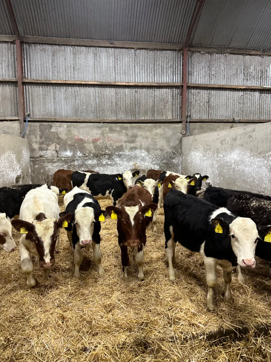 Reared bulls - Image 2