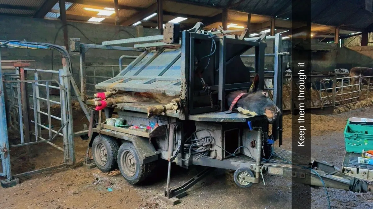 Hoof trimming - Image 3