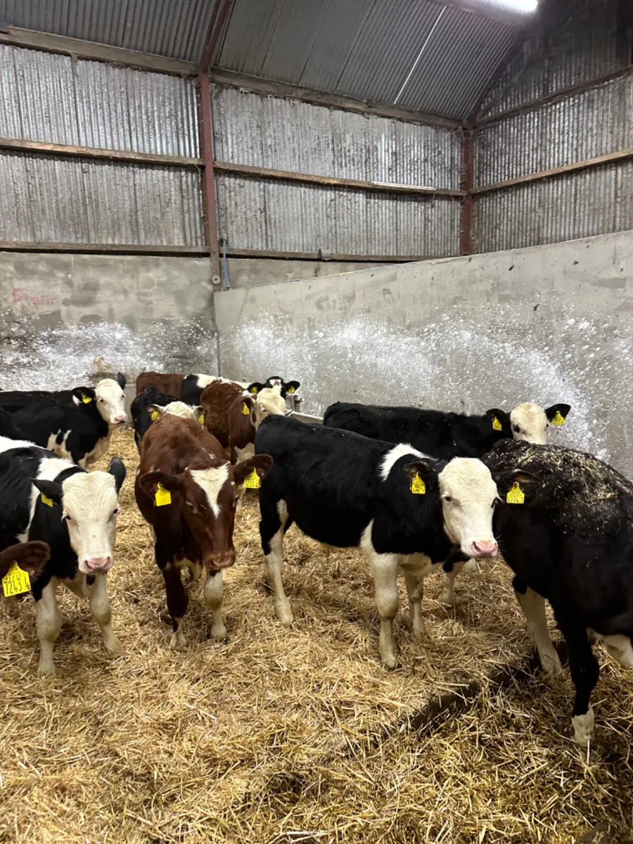 Reared bulls - Image 4