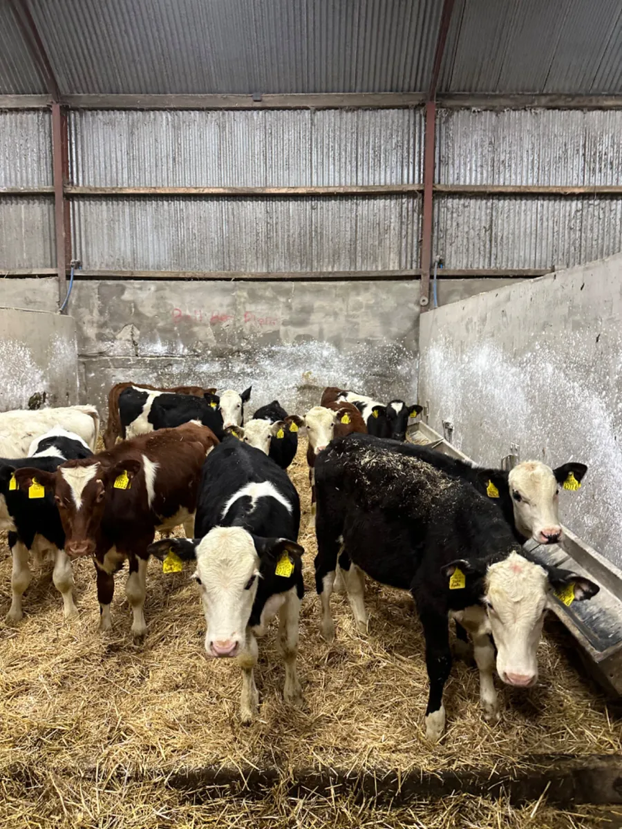 Reared bulls - Image 3