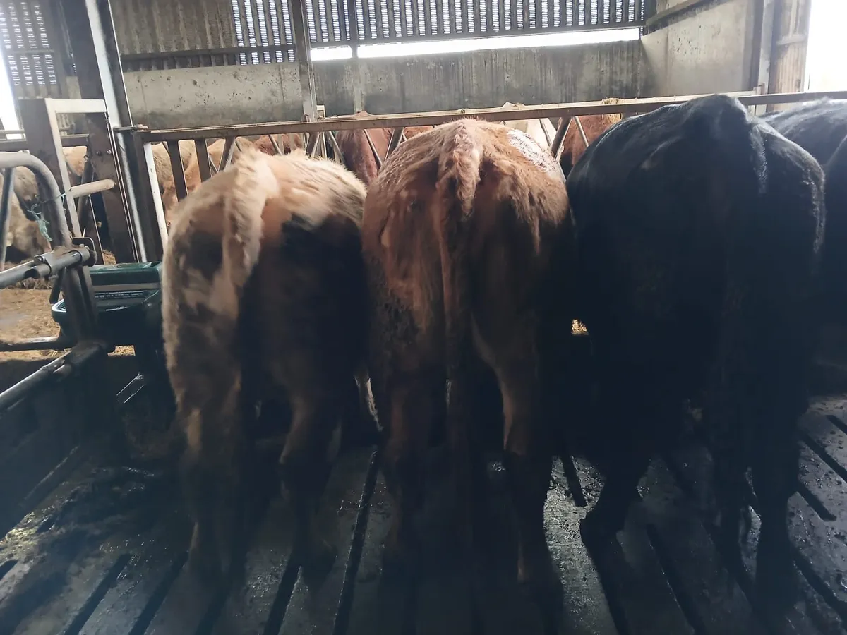 5⭐️ incalf heifers - Image 1