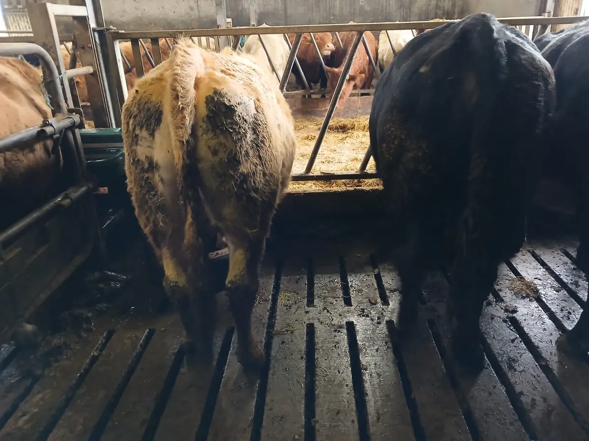 5⭐️ incalf heifers - Image 2