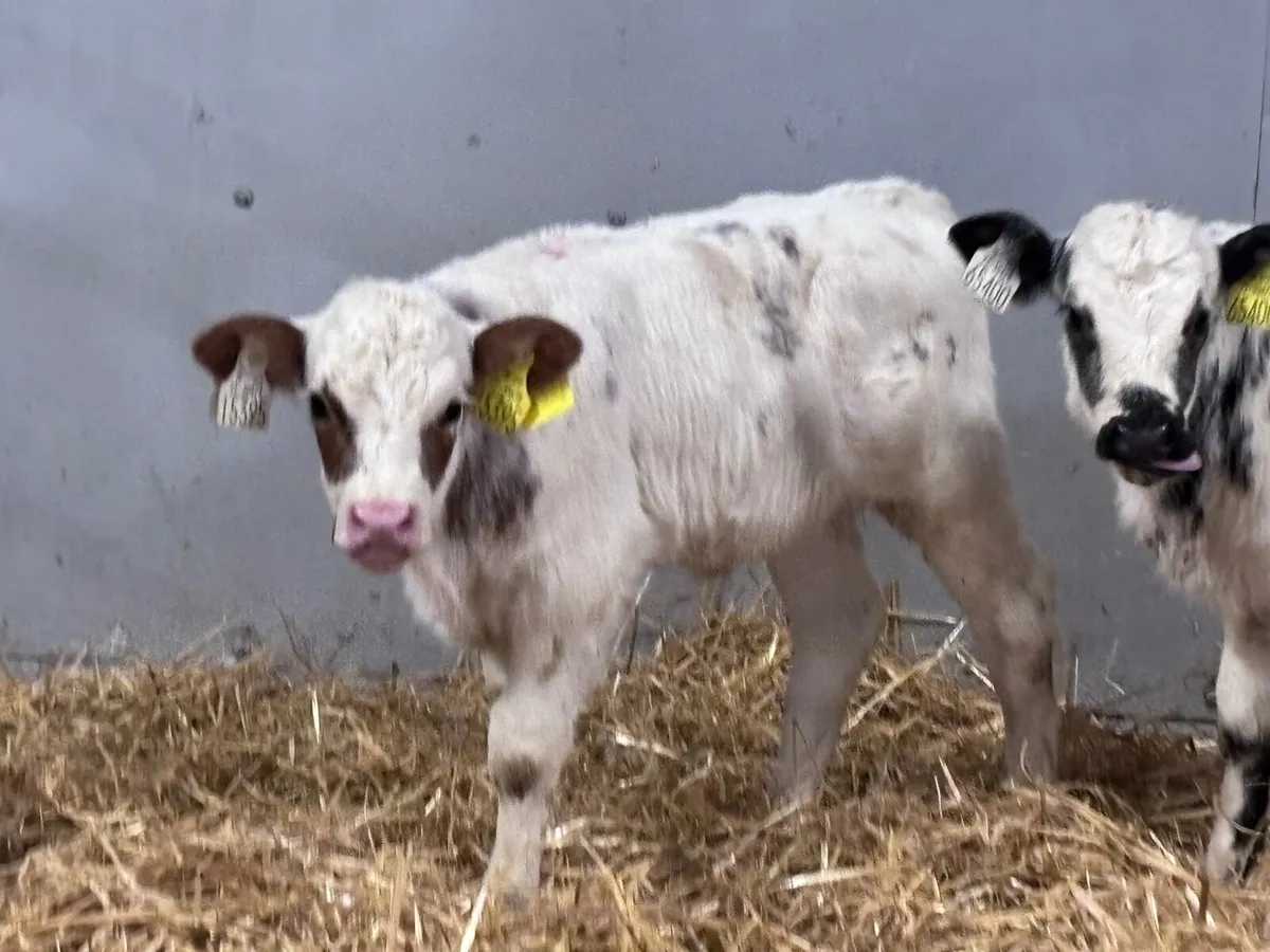 2 nicely marked Belgium blue heifer calves for sal - Image 3