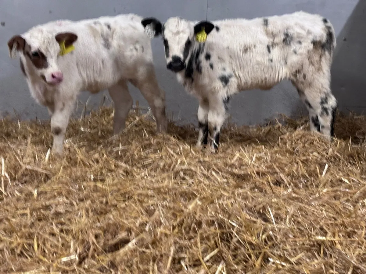2 nicely marked Belgium blue heifer calves for sal - Image 4