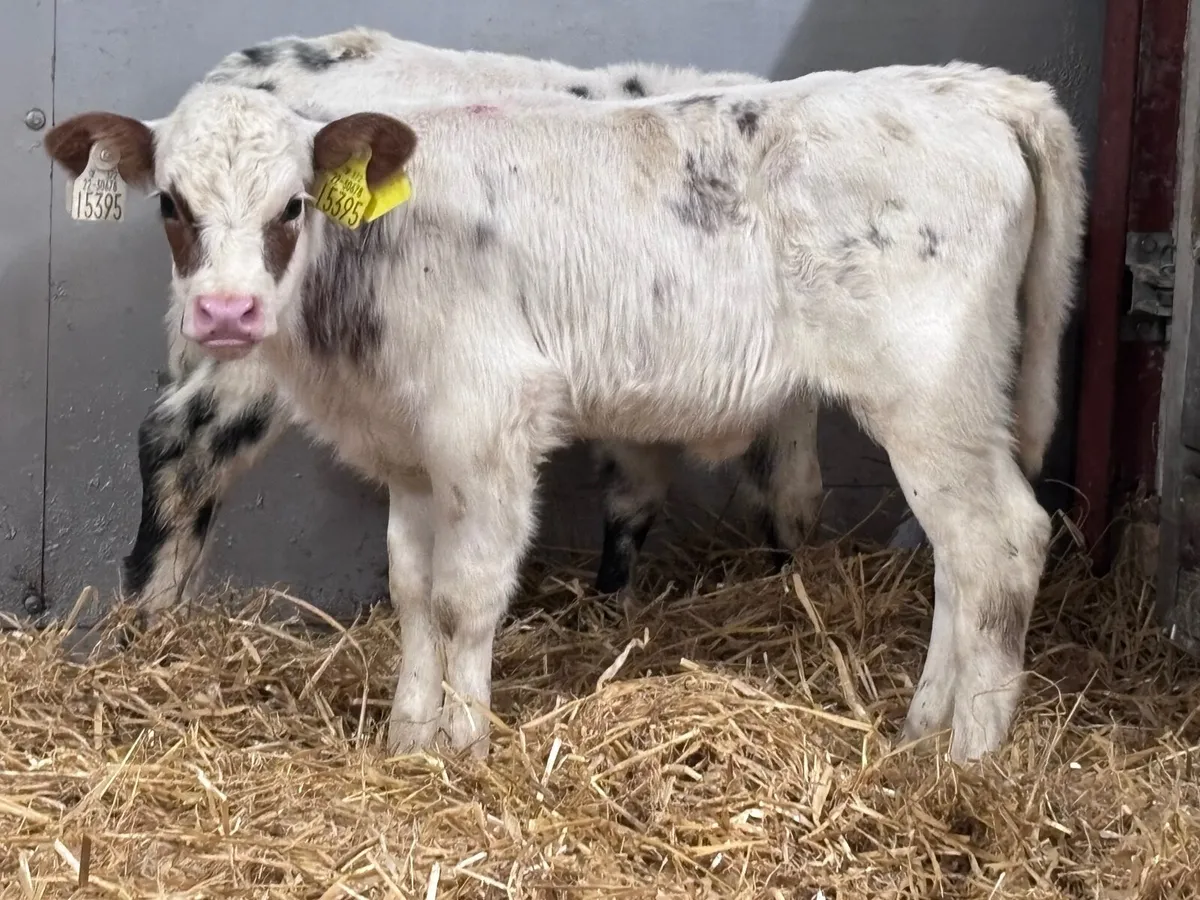 2 nicely marked Belgium blue heifer calves for sal - Image 2