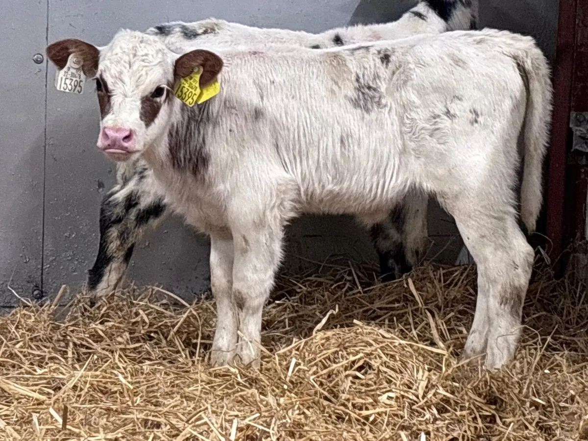 2 nicely marked Belgium blue heifer calves for sal - Image 1