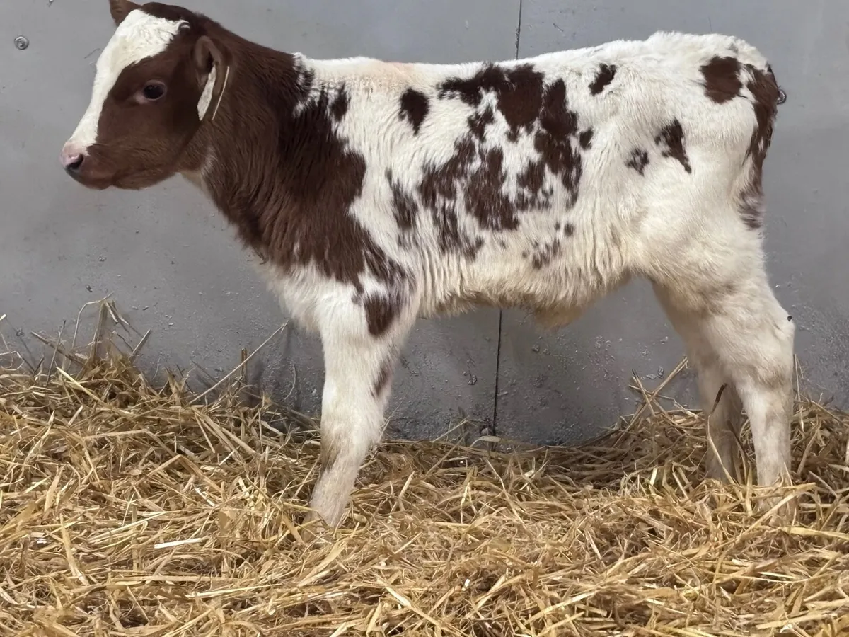 Red & white heifer calf for sale @€280 - Image 3