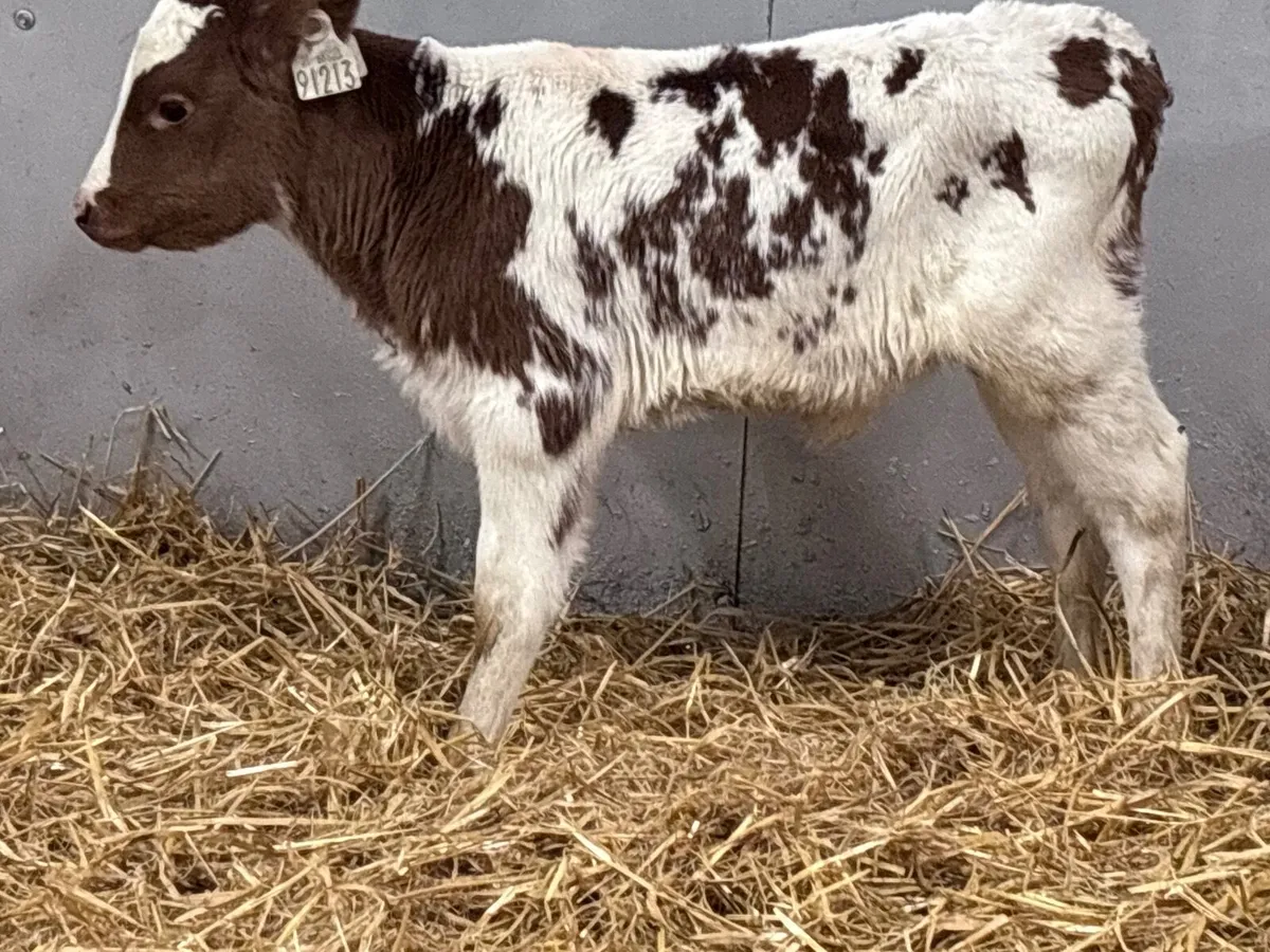 Red & white heifer calf for sale @€280 - Image 1