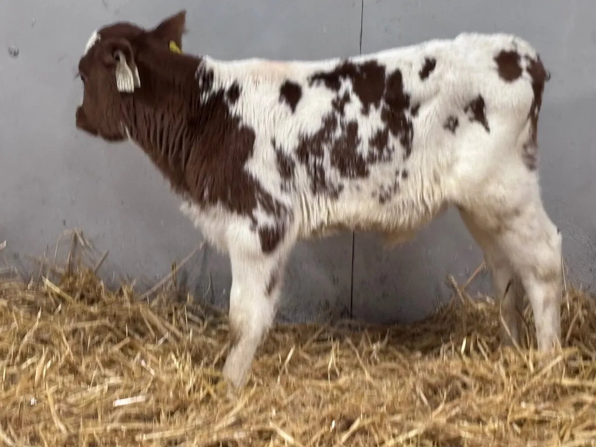 Red & white heifer calf for sale @€280 - Image 2