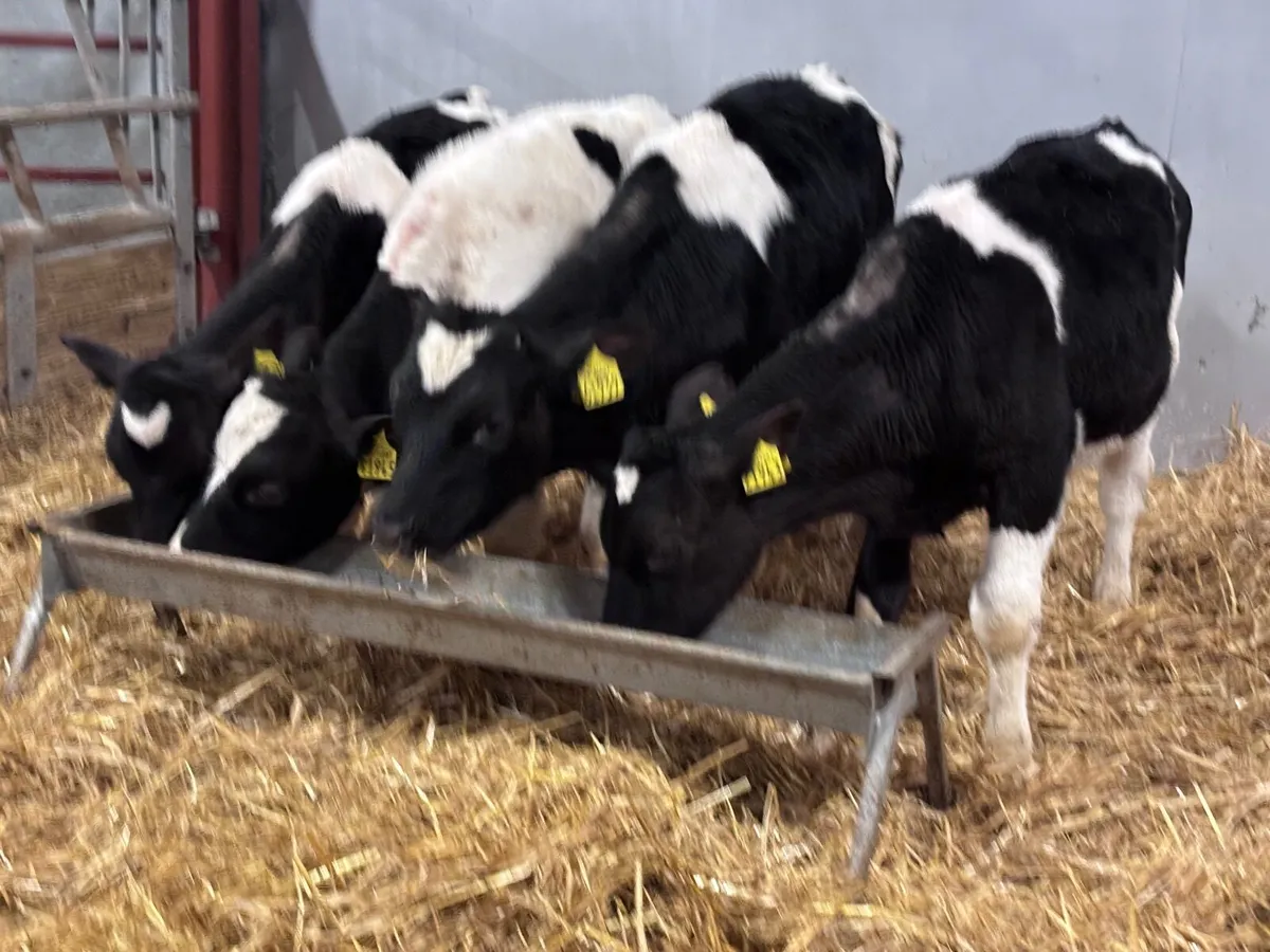 4 Freisan runners for sale - Image 3