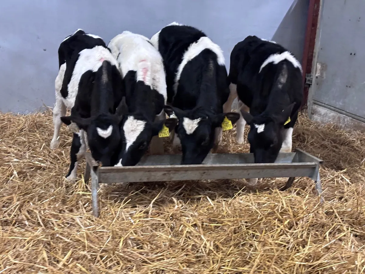 4 Freisan runners for sale - Image 2