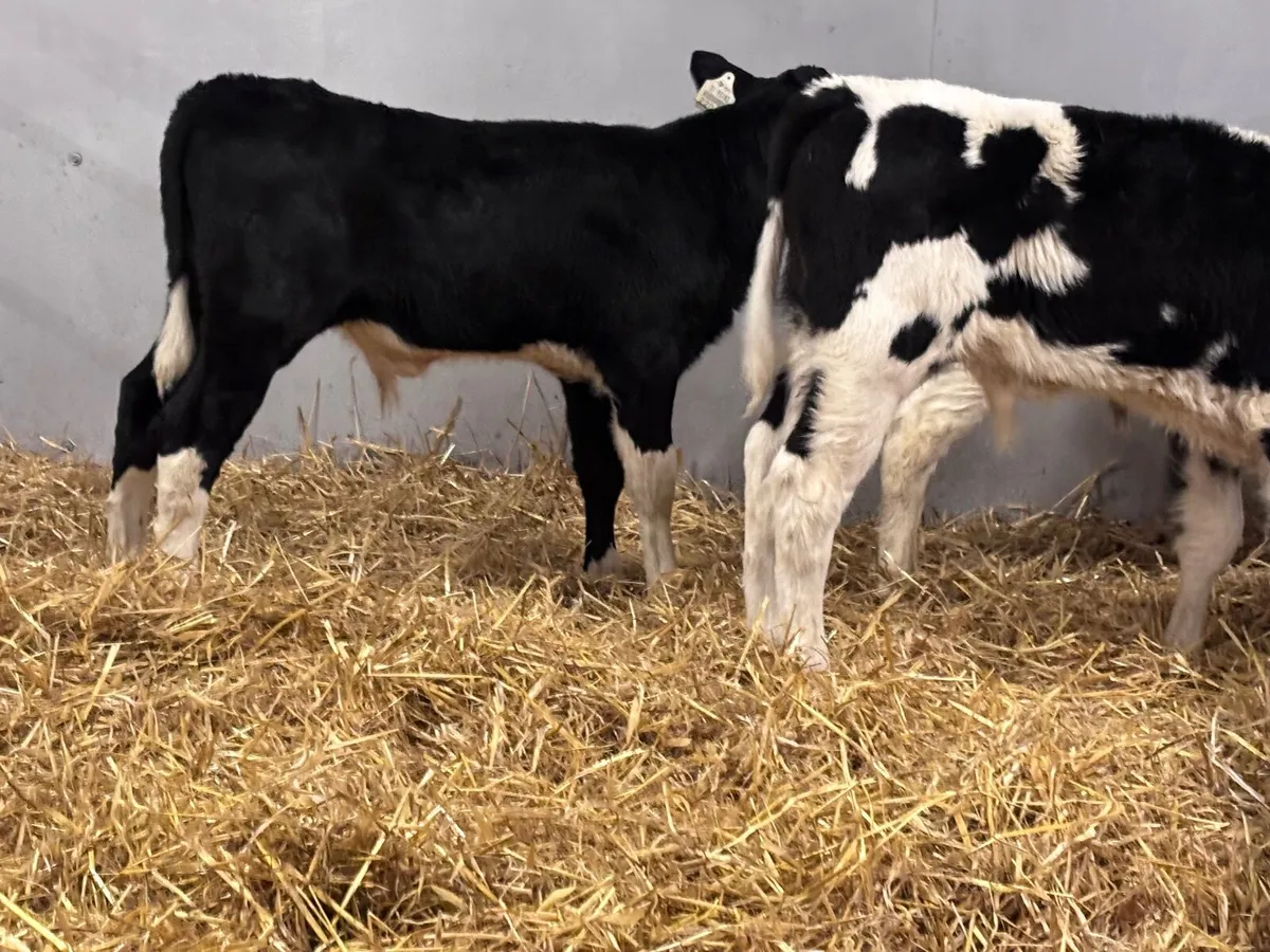 4 top quality British Freisan bull calves for sale - Image 3