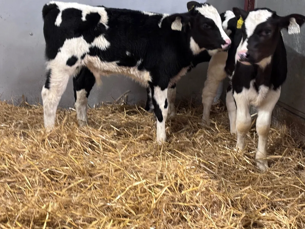 4 top quality British Freisan bull calves for sale - Image 2