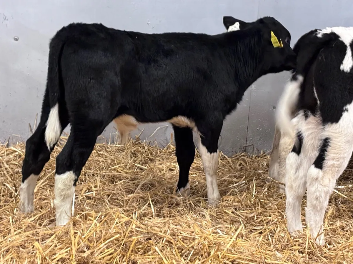 4 top quality British Freisan bull calves for sale - Image 4
