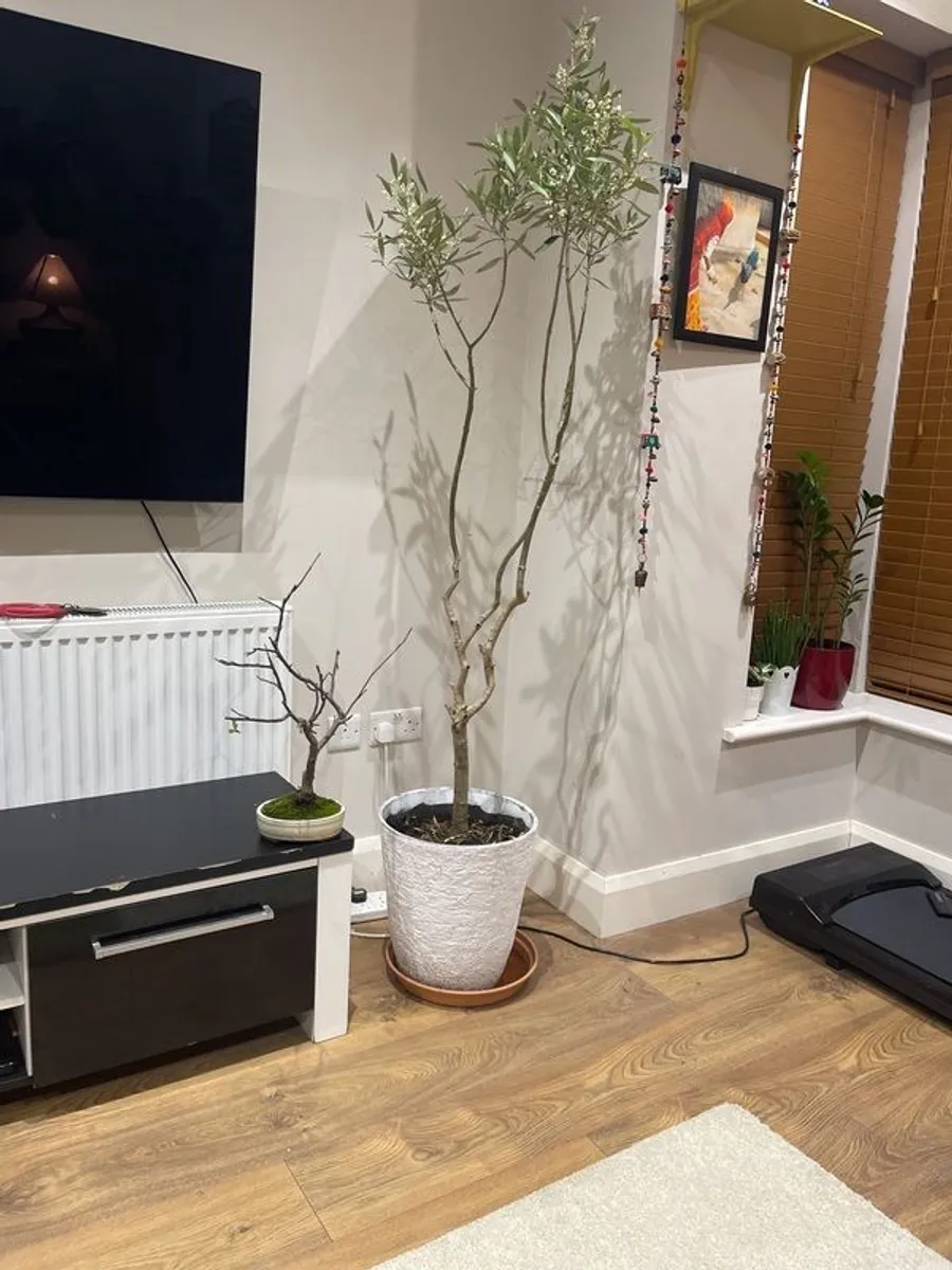 crab apple tree bonsai - Image 4