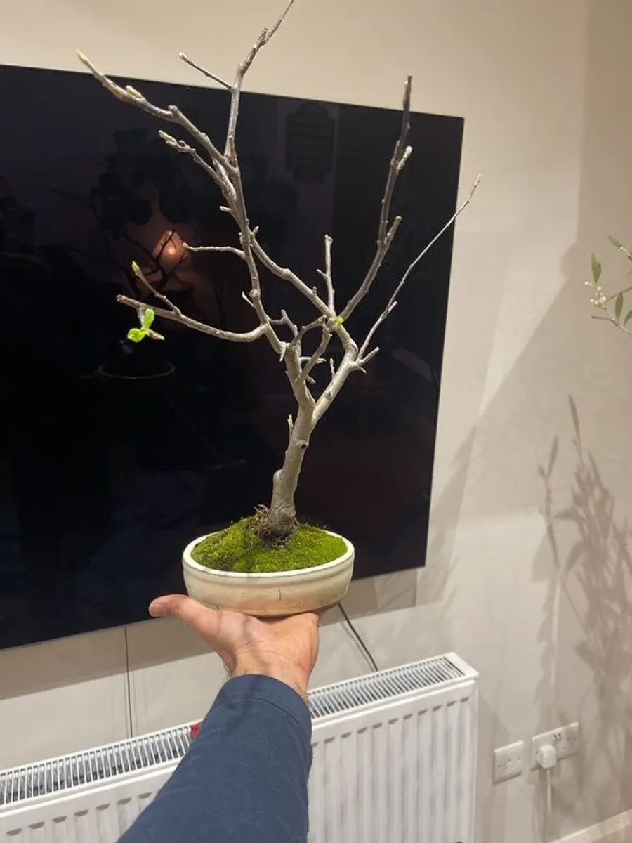 crab apple tree bonsai - Image 1