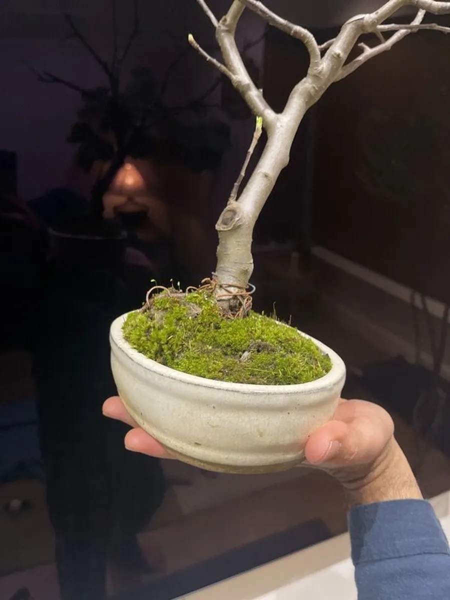 crab apple tree bonsai - Image 2