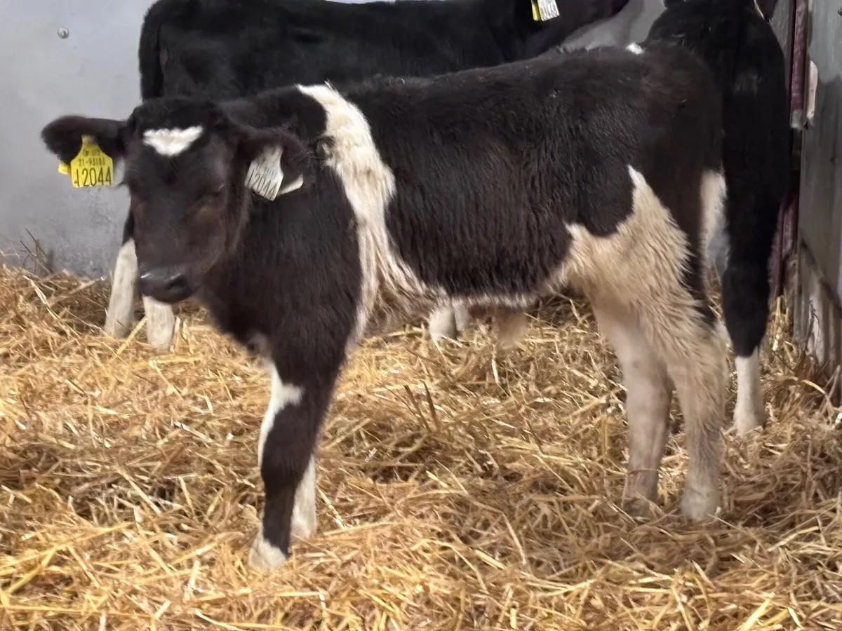 6 Freisan & rotbunt bull calves for sale - Image 1