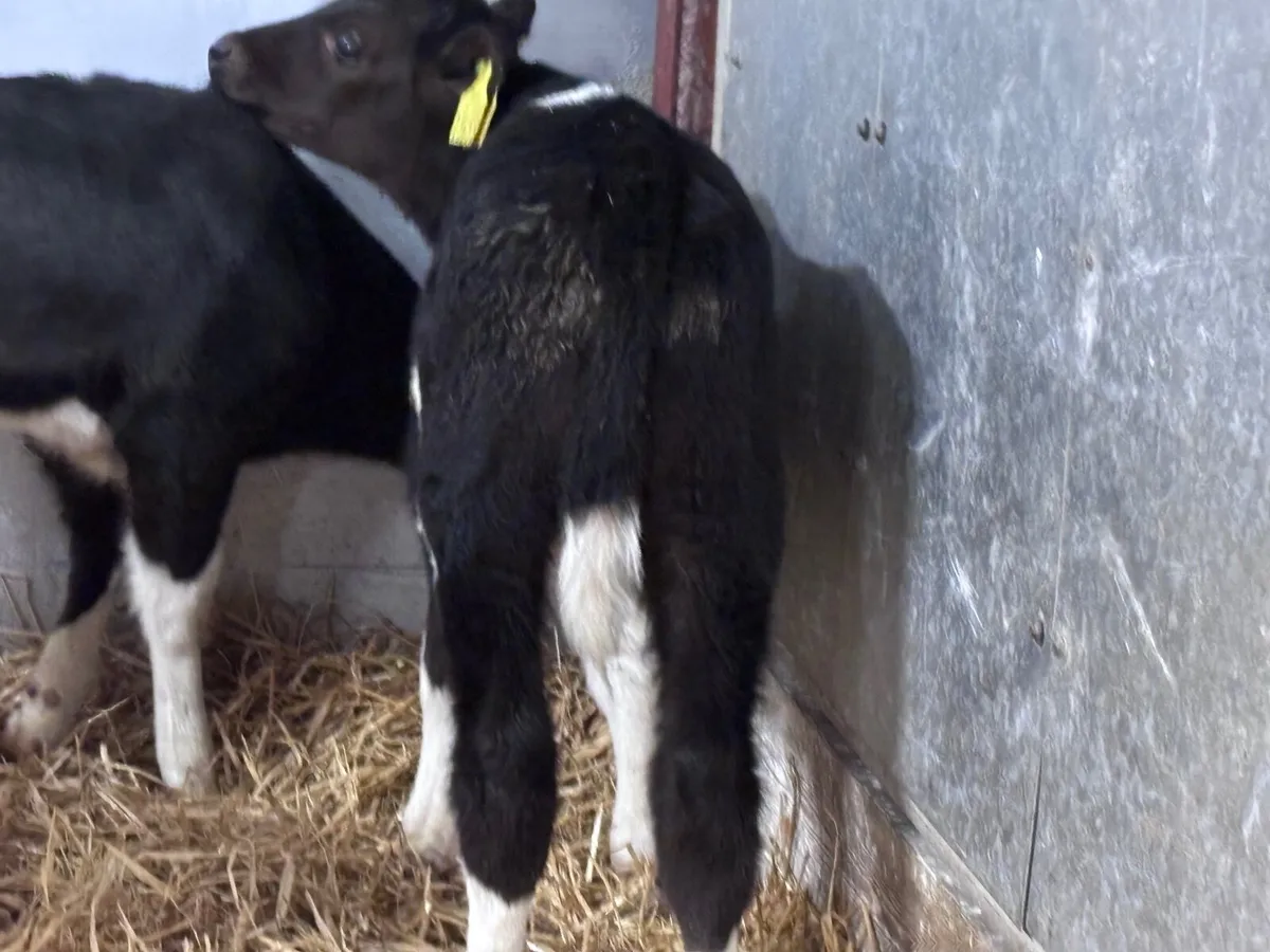 6 Freisan & rotbunt bull calves for sale - Image 4
